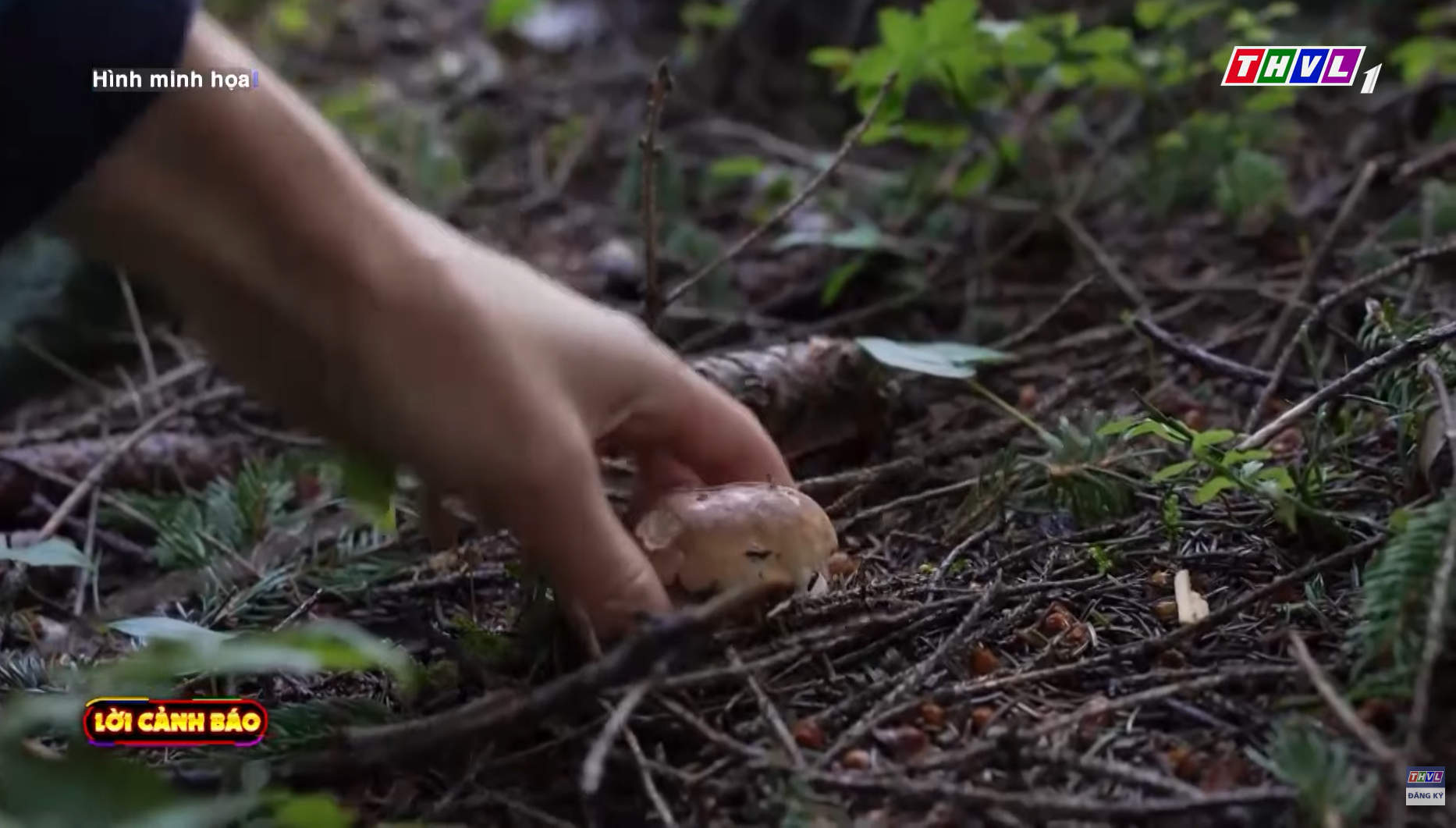 Nguy hiểm khi ăn phải nấm độc “đội lốt” nấm rừng