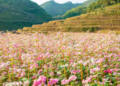 Sắc hồng tam giác mạch bung nở tháng 10 đánh dấu thời điểm đẹp nhất để trải nghiệm văn hóa bản địa cao nguyên đá Hà Giang