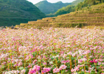 Sắc hồng tam giác mạch bung nở tháng 10 đánh dấu thời điểm đẹp nhất để trải nghiệm văn hóa bản địa cao nguyên đá Hà Giang