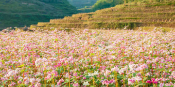 Sắc hồng tam giác mạch bung nở tháng 10 đánh dấu thời điểm đẹp nhất để trải nghiệm văn hóa bản địa cao nguyên đá Hà Giang