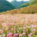 Sắc hồng tam giác mạch bung nở tháng 10 đánh dấu thời điểm đẹp nhất để trải nghiệm văn hóa bản địa cao nguyên đá Hà Giang