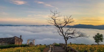 Khoảnh khắc giao mùa lập đông mang sương mù và những vạt dã quỳ đầu mùa trở lại phố núi Đà Lạt