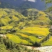 Bản hòa ca sương mây và sắc vàng Mường Hoa tháng 10 khắc họa nét thơ mộng trầm mặc của phố núi Sapa