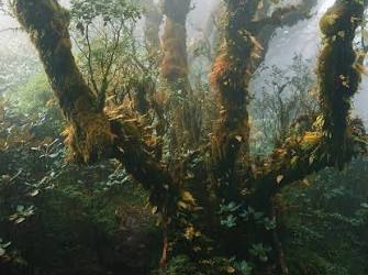 Đỉnh Samu mở mùa trekking rừng rêu nguyên sinh 2.756m tại Háng Đồng, thu hút giới trẻ săn mây Tây Bắc