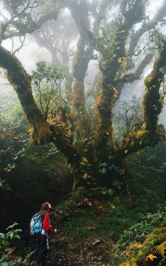 Đỉnh Samu mở mùa trekking rừng rêu nguyên sinh 2.756m tại Háng Đồng, thu hút giới trẻ săn mây Tây Bắc